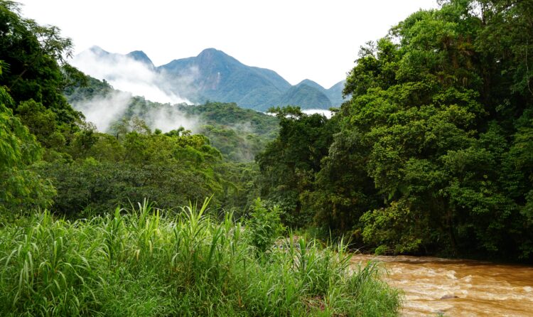 Explore the vibrant lush forests and misty mountain landscapes of Morretes, Paraná, Brazil.